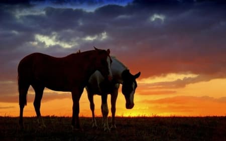 Подборки фотографий с лошадьми - самыми прекрасными созданиями на всём свете!