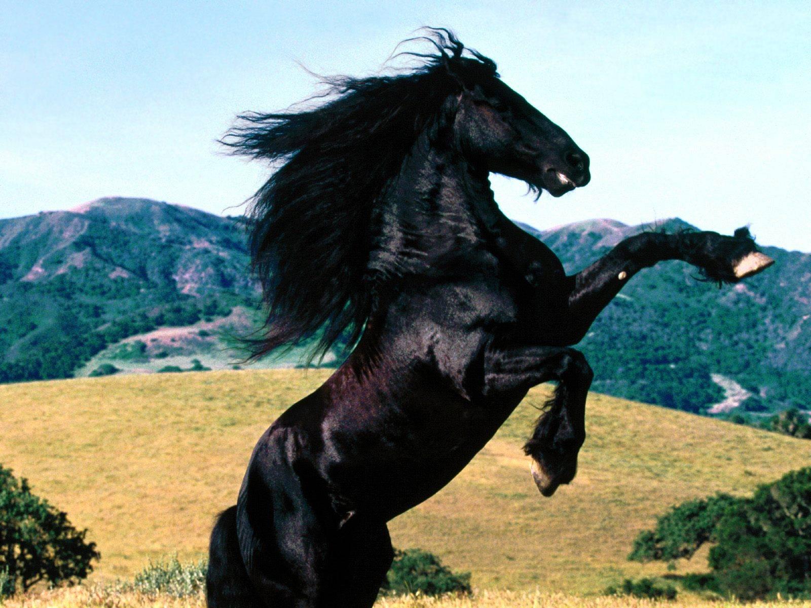 Конюшня "Резвая лошадь" 
