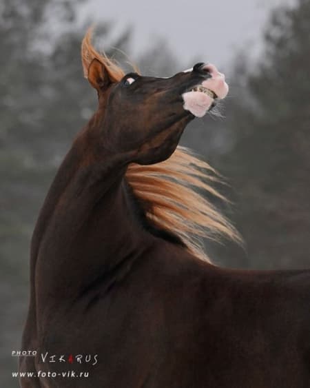 Лошадь - это особое чувство...