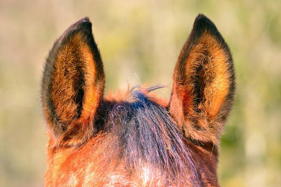 У каких животных есть ушная раковина. Уши животных. Лошадиные уши. Ушки для лошади. Звериные ушки.