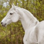 Просмотр фото «Серая в гречку лошадка» Просмотр фото «Серая в гречку лошадка»