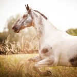 Просмотр фото «У лошадей, как у музыки, - свои "слушатели".© Silvana» Просмотр фото «У лошадей, как у музыки, - свои "слушатели".© Silvana»