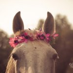 Просмотр фото «Красивая лошадка с венком на голове» Просмотр фото «Красивая лошадка с венком на голове»