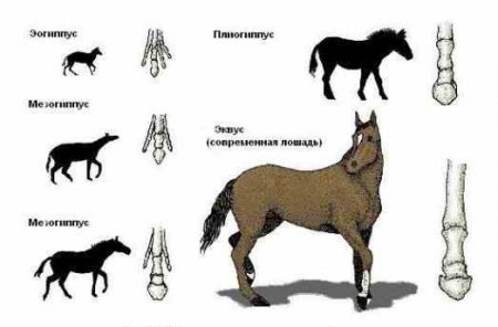Эволюционная линия лошади