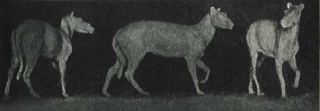 Eohippus из Праги, Чехословакия