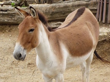 Кианг в Парижском зоопарке