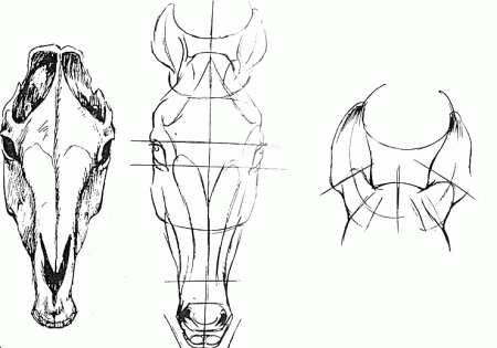 Как нарисовать череп лошади