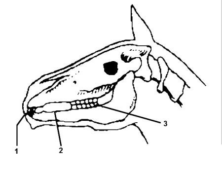 Голова лошади: рисунок, фото, описание