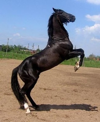 Изображение вороно-черной загорелой лошади.