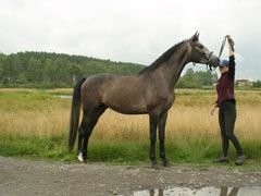 Фотография лошади верховой породы с горностаевой окраской.