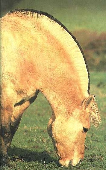 Фотография саврасой масти фиордийской лошади.