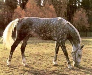 Фотография яблочно-серой орловской рысистой лошади.