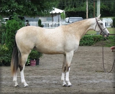 Фотография лошади светло-багрового цвета.