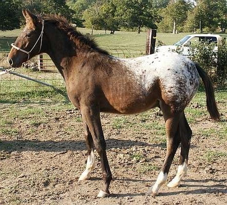 Фотография лошади теннессийской породы в мачте из чепрака.