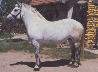 Муракозская порода тяжеловозов: фото, описание, история