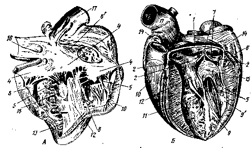 Сердце лошади рисунок