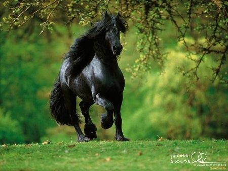 Фризская порода лошадей: фото, описание, история происхождения.
