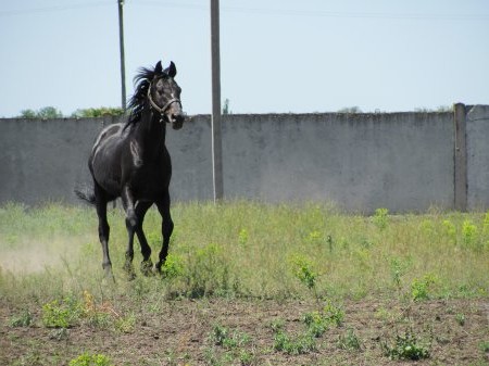 Фото лошади чистокровной верховой породы вороной масти