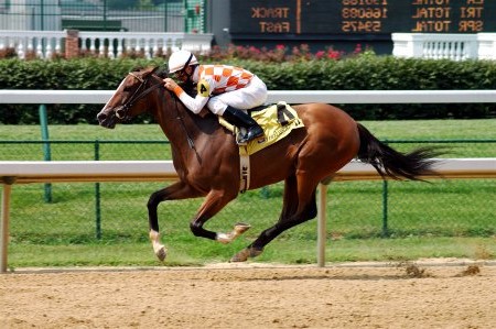 Фото лошади чистокровной верховой породы гнедой масти