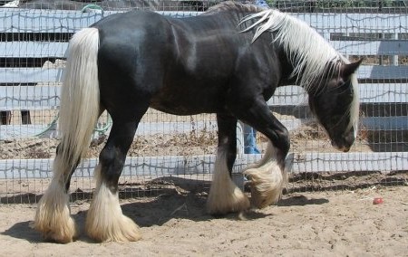 Фотография лошади цвета лайма.