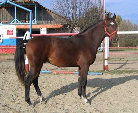 Фотография лошади ганноверанер-буденовской породы светло-гнедой масти.