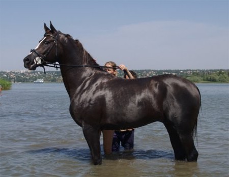 Фотография коричневой мачтовой лошади.