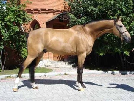 Фотография лошади ахалкетинской породы в золотистом соболе.