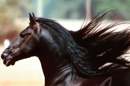 Фотография темно-гнедой лошади.