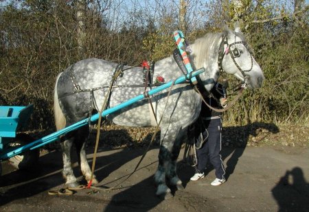 Литовская тяжеловозная порода лошадей (литовский тяжеловоз): фото, происхождение
