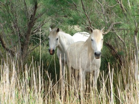 Камаргу - Порода полудиких лошадей: фото, описание, история породы