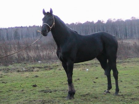 Фото русской верховой породы лошадей вороной масти