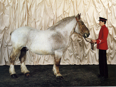 Бретонская  тяжеловозная порода лошадей (Бретонский тяжеловоз): фото, происхождение