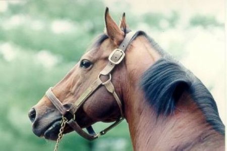 Лошадь по кличке Seattle Dancer стоимостью 13,1 миллионов долларов