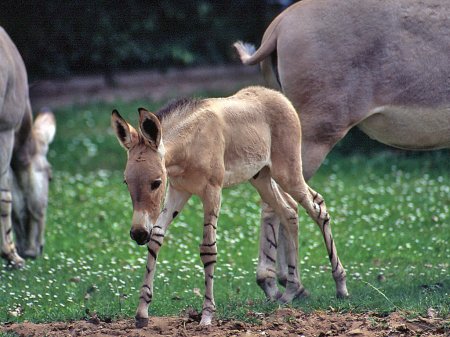 Фото детёныша дикого осла (Equus asinus)
