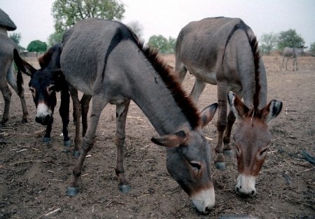 Фото дикого осла (Equus asinus) из республики Гана