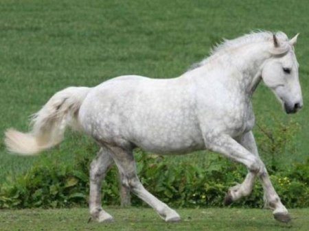 Булонская порода лошадей: фото, описание, история происхождения