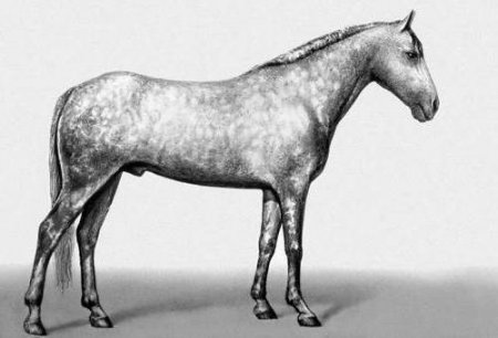 Иомудская порода лошадей: описание, история происхождения