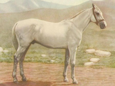 Картина с изображением лошади иомудской породы