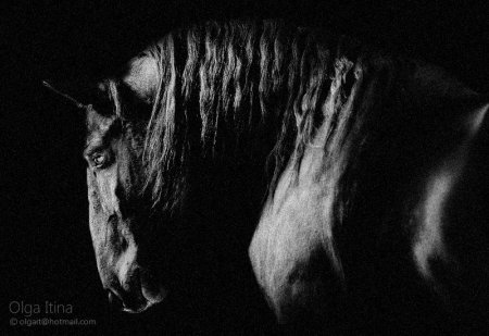 Фото лошади кладрубской породы, вороной масти