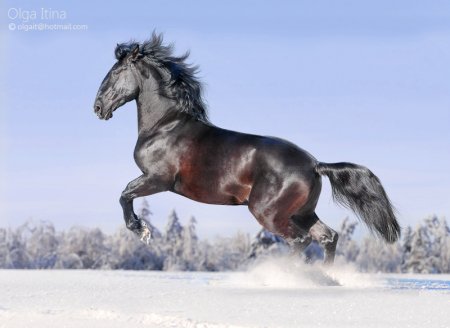 Кладрубская лошадь фото