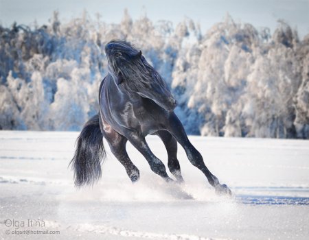 Кладрубская лошадь фото