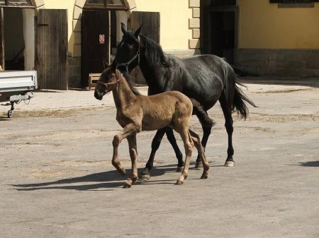 Фото лошади и жеребенка кладрубской породы