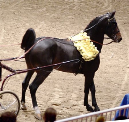 Фото лошади породы хакнэ темно-бурой масти