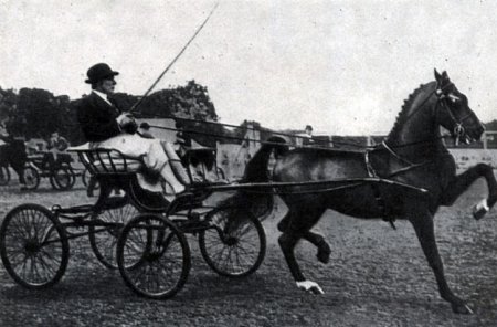 Фото лошади породы хакнэ