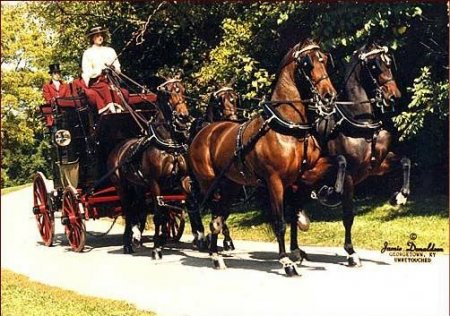 Упряжка лошадей породы хакнэ гнедой масти