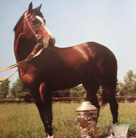 Анилин - самая знаменитая скаковая лошадь СССР