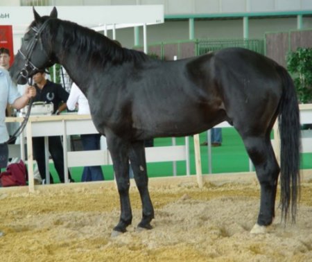 Фото лошади карачаевской породы вороной масти