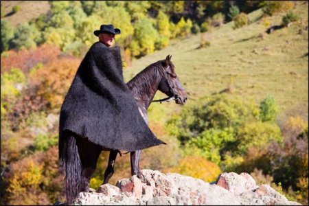 Фото лошади карачаевской породы вороной в загаре масти