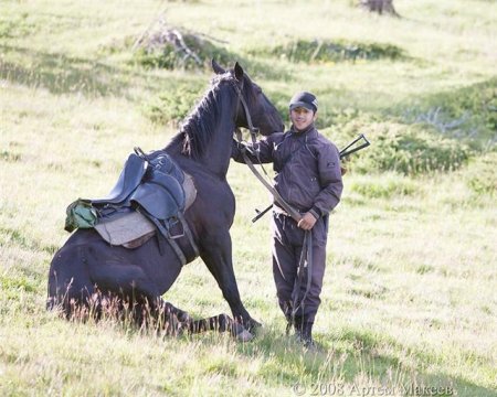 Фото лошади карачаевской породы вороной масти