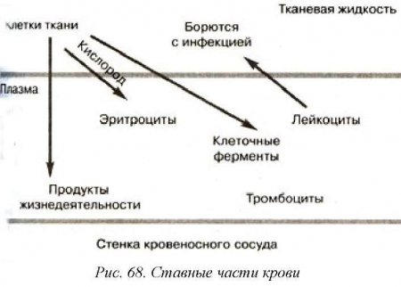 составные части крови лошади